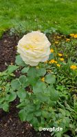 rosengarten-4