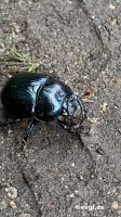 IMG-20240925-WA0008-1